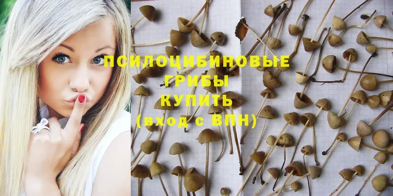 закладка  Далматово  Псилоцибиновые грибы Psilocybe 